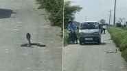Cobra Vs Mongoose Fight: यूपी के औरैया में बीच सड़क पर कोबरा और नेवले के बीच हुई जानलेवा लड़ाई, देखें कौन हारा और कौन जीता