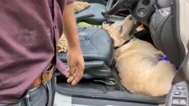 Vrindavan Shocker: दर्शन करने आएं श्रद्धालु पालतू कुत्ते को कार में बंद करके गए, दम घुटने से बेजुबान की तड़पकर हुई मौत, वृंदावन का वीडियो आया सामने;VIDEO