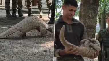 Indian Army Rescued Pangolin: अखनूर के एलओसी पोस्ट पर दुर्लभ पेंगोलिन की बचाई जान, भारतीय सेना के गिग्रियल बटालियन ने वन विभाग के हवाले किया;VIDEO