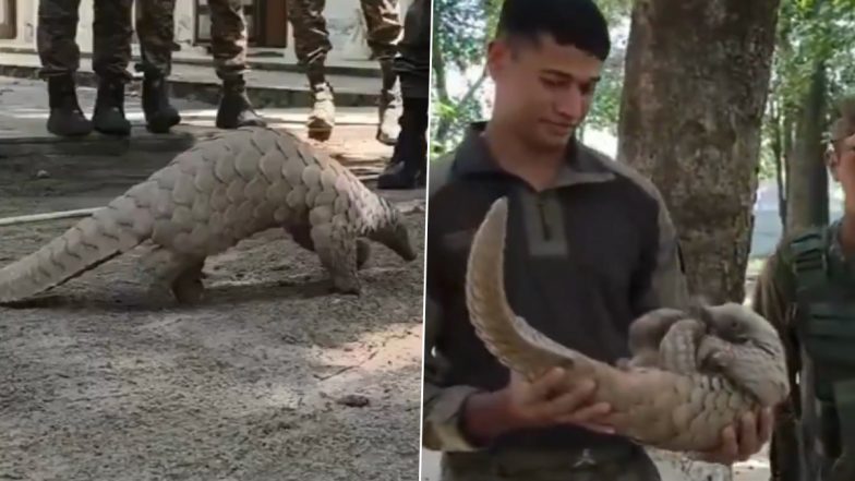Indian Army Rescued Pangolin: अखनूर के एलओसी पोस्ट पर दुर्लभ पेंगोलिन की बचाई जान, भारतीय सेना के गिग्रियल बटालियन ने वन विभाग के हवाले किया;VIDEO