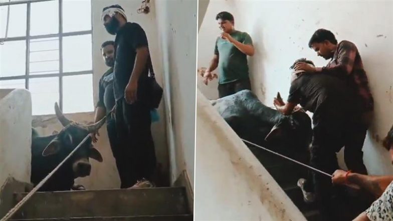 Viral Video: उत्तर प्रदेश के बदायूं में पुलिस आवास की तीसरी मंजिल पर घुसा आवारा सांड, बेहोश कर निकाला गया