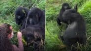 Viral Video: गोरिल्ला ने महिला के छुए बाल तो भड़क गई उसकी पार्टनर, कर दी धुनाई