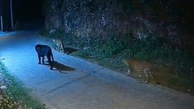 Viral Video: तमिलनाडु के नीलगिरि रोड पर एक साथ टहलते दिखे ब्लैक पैंथर और 2 तेंदुए, देखें दुर्लभ दृश्य Viral Video: तमिलनाडु के नीलगिरि रोड पर एक साथ टहलते दिखे ब्लैक पैंथर और 2 तेंदुए, देखें दुर्लभ दृश्य