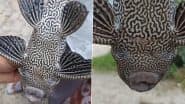 Four Eyed Fish: वाराणसी के कोईराजपुर गांव की वरुणा नदी में मिली 'चार आंखों वाली मछली', देखकर लोग हुए हैरान, वीडियो आया सामने;VIDEO