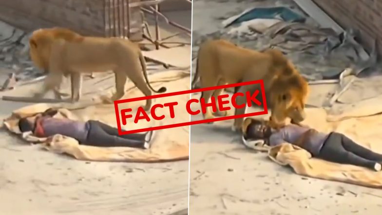 Fact Check: गुजरात के अमरेली में क्या सचमुच शेर मजूदर के करीब पहुंचा था? सोशल मीडिया पर वायरल इस वीडियो की जाने सच्चाई