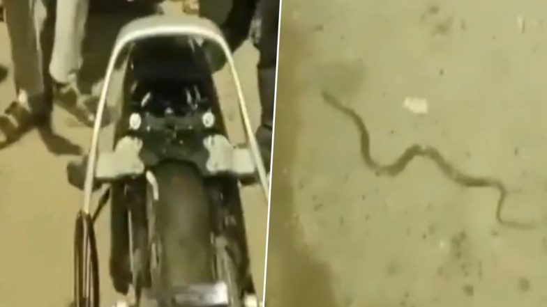 VIDEO: चलती स्कूटी से निकला कोबरा सांप, युवक के हाथ पर लिपटा, बाल बाल बची जान, झांसी का वीडियो आया सामने