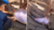 Viral Video: इंडोनेशिया के स्थानीय लोगों ने विशालकाय अजगर का पेट काटकर उसके अंदर से लापता किसान का शव निकाला, वीडियो देख कांप जाएगी रूह