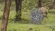 Tiger Hunts Nilgai: पन्ना टाइगर रिज़र्व में बाघ ने नीलगाय का किया शिकार, देखें आक्रामक वीडियो