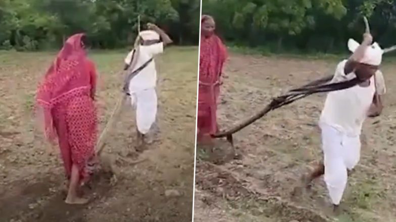 VIDEO: बैल नहीं मिले, ट्रैक्टर के लिए नहीं थे पैसे.. ऐसे में किसान ने खुद ही हल की जगह खड़े रहकर जोत दिया खेत, महाराष्ट्र के लातूर जिले का इमोशनल वीडियो आया सामने
