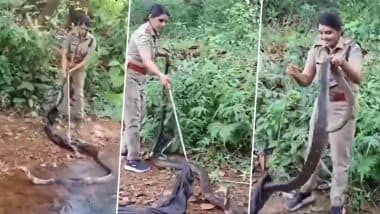 Huge King Cobra Rescue Video: केरल की महिला वन अधिकारी ने छह मिनट में रेस्क्यू किया 18 फीट का विशाल किंग कोबरा, वीडियो हुआ वायरल
