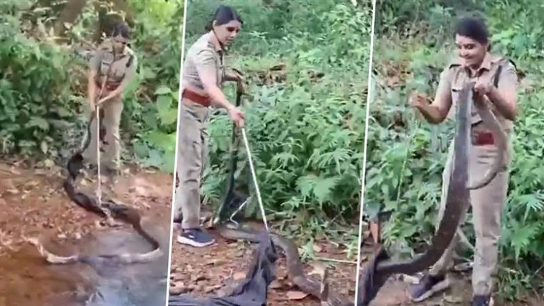 Huge King Cobra Rescue Video: केरल की महिला वन अधिकारी ने छह मिनट में रेस्क्यू किया 18 फीट का विशाल किंग कोबरा, वीडियो हुआ वायरल