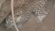 Leopard Rescued: मुरादाबाद जिले में तेंदुआ खेत के कुएं में जा गिरा,कई घंटों की मशक्कत के बाद सही सलामत वन विभाग ने किया रेस्क्यू;VIDEO