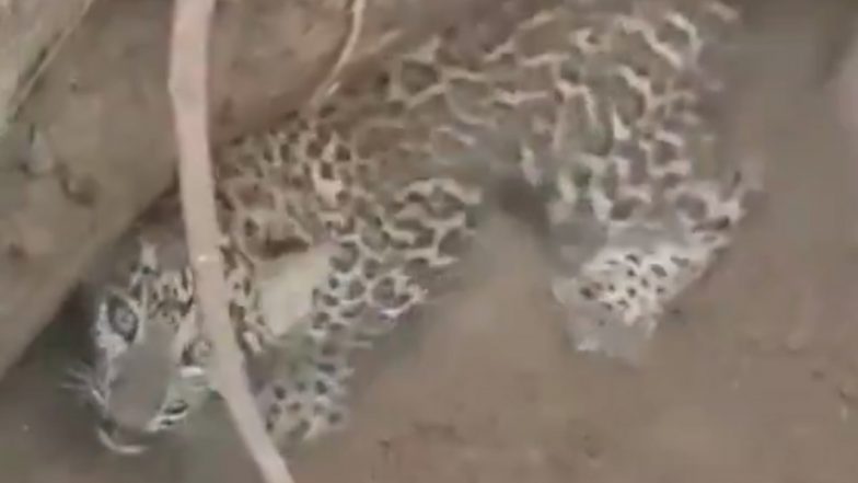 Leopard Rescued: मुरादाबाद जिले में तेंदुआ खेत के कुएं में जा गिरा,कई घंटों की मशक्कत के बाद सही सलामत वन विभाग ने किया रेस्क्यू;VIDEO