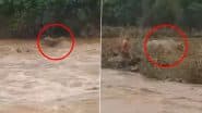 Chhindwara: उफनती नदी में बह गई बैलगाड़ी, किसान ने कूदकर बचाई बैलों की जान, मध्य प्रदेश के छिंदवाड़ा का वीडियो आया सामने; VIDEO