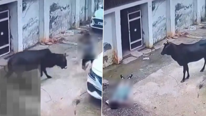 Bull Attack: एमपी के कटनी में आवारा सांड ने एक ही परिवार के 3 लोगों पर किया हमला, घटना CCTV में कैद
