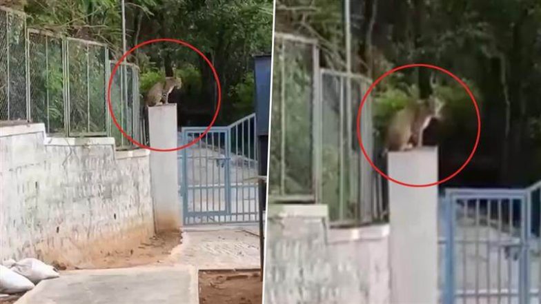 Leopard Spotted in Tirupati Video: आंध्र प्रदेश के तिरुमाला पहाड़ी पर मंदिर के गेट के पास तेंदुआ देखा गया