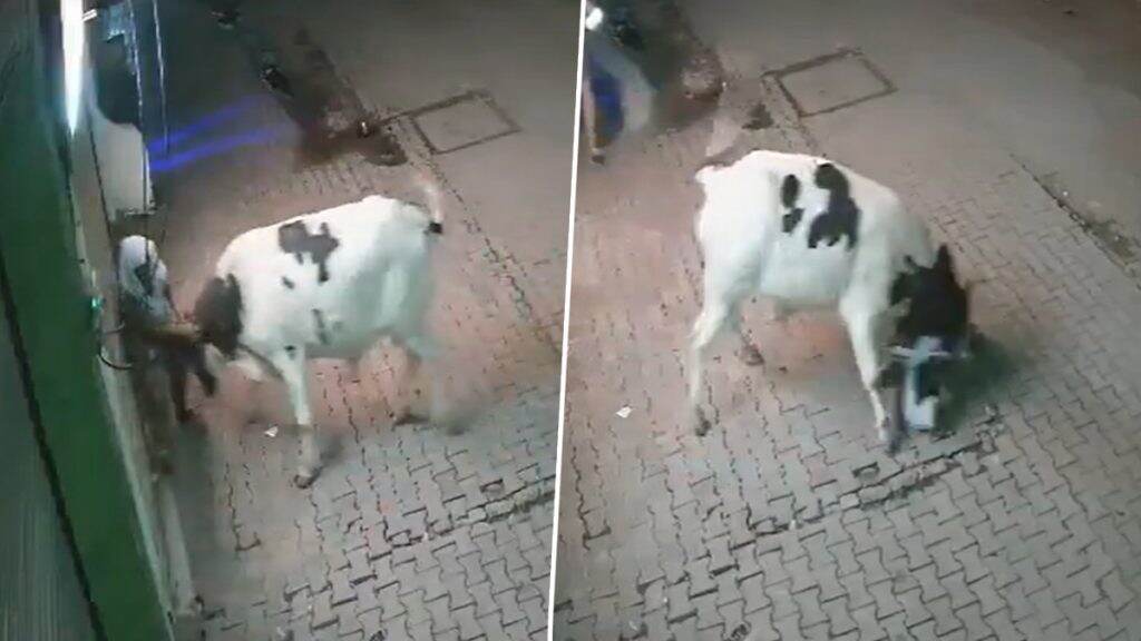 संभल जिले में महिला पर किया सांड ने जानलेवा हमला.