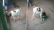 Bull Attacks Woman: सांड ने किया महिला पर जानलेवा हमला, सींगों पर उठाकर पटका, संभल जिले से दिल दहलाने वाला वीडियो आया सामने;VIDEO