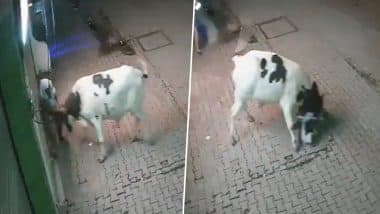 Bull Attacks Woman: सांड ने किया महिला पर जानलेवा हमला, सींगों पर उठाकर पटका, संभल जिले से दिल दहलाने वाला वीडियो आया सामने;VIDEO