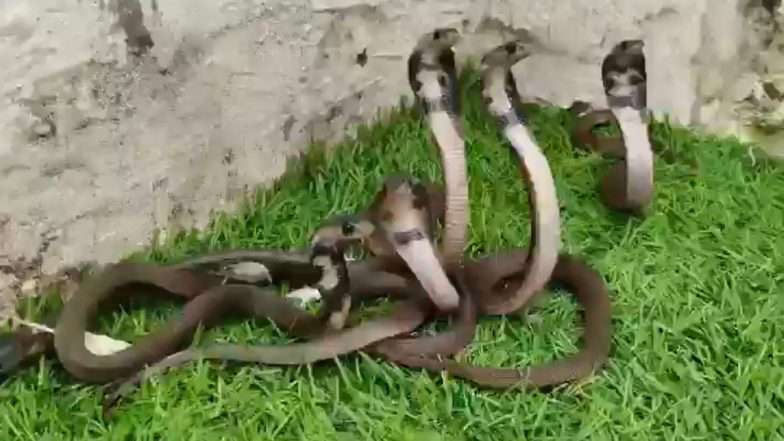 Snakes Found in Hotel: बाप रे! होटल के गार्डन से निकले 18 सांप के बच्चे और एक बड़ा कोबरा, देखकर लोगों के उड़े होश, उदयपुर का वीडियो आया सामने; VIDEO