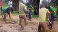 Python Attacks Man: रेस्क्यू के दौरान अजगर ने किया हमला, शख्स के गाल पर काटा, कई देर तक नहीं छोड़ा, काफी मशक्कत के बाद किया गया अलग; VIDEO