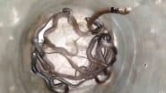 Cobra Snakes Found in Kannauj: एक ही घर से निकले 11 कोबरा सांप, दहशत में परिवार के लोग, कन्नौज का वीडियो आया सामने; VIDEO