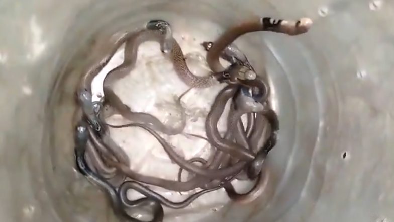 Cobra Snakes Found in Kannauj: एक ही घर से निकले 11 कोबरा सांप, दहशत में परिवार के लोग, कन्नौज का वीडियो आया सामने; VIDEO