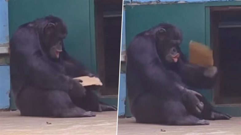 Viral Video: चीन में भीषण गर्मी के बीच चिम्पांजी कार्डबोर्ड के टुकड़े से अपने आपको पंखा करता दिखा