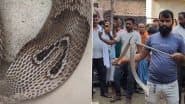 Kushinagar Shocker: एक ही घर से निकले 25 कोबरा सांप, देखनेवालों के उड़े होश, कुशीनगर के बटेसरा गांव का वीडियो आया सामने;VIDEO