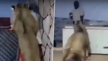 Viral Video: अमीर शख्स ने अपने पालतू शेर को कर्मचारी पर हमला करने दिया, वीडियो देख भड़के लोग Viral Video: अमीर शख्स ने अपने पालतू शेर को कर्मचारी पर हमला करने दिया, वीडियो देख भड़के लोग