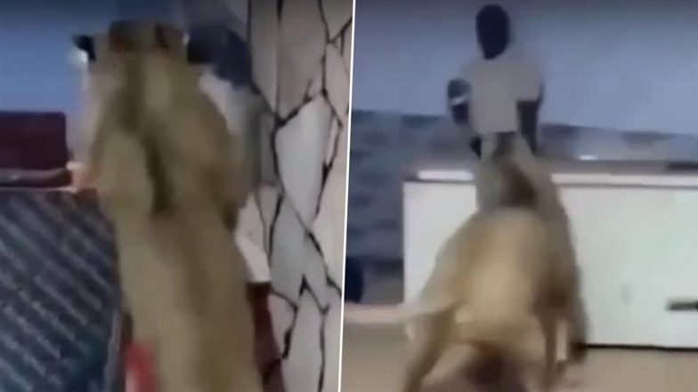 Viral Video: अमीर शख्स ने अपने पालतू शेर को कर्मचारी पर हमला करने दिया, वीडियो देख भड़के लोग