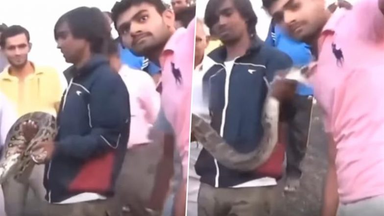 Python Bites Man: रेस्क्यू किये गए इंडियन पायथन ने सेल्फी ले रहे व्यक्ति को काटा, डरावना वीडियो वायरल
