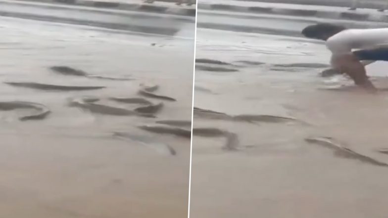 Rajasthan: राजस्थान के नागौर में भारी बारिश से तालाब हुआ ओवरफ्लो, सड़क पर तैरने लगी मछलियां, सोशल मीडिया पर वीडियो आया सामने; VIDEO