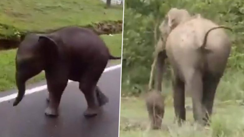 असम के काजीरंगा नेशनल पार्क से आया दिल छू लेने वाला VIDEO, बिछड़े हाथी के बच्चे 