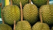 Jackfruit Day 2025: हर साल 4 जुलाई को क्यों मनाया जाता है कटहल दिवस? पाचन तंत्र के लिए वरदान है जैकफ्रूट, रक्तचाप को भी करता है कंट्रोल