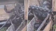 Python Swallows 3 Live Goats: एक साथ तीन जिंदा बकरियों को निगलने के बाद पिंजरे में फंसा अजगर, कमजोर दिल वाले न देखें वीडियो