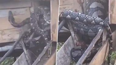 Python Swallows 3 Live Goats: एक साथ तीन जिंदा बकरियों को निगलने के बाद पिंजरे में फंसा अजगर, कमजोर दिल वाले न देखें वीडियो