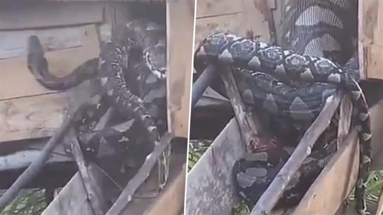 Python Swallows 3 Live Goats: एक साथ तीन जिंदा बकरियों को निगलने के बाद पिंजरे में फंसा अजगर, कमजोर दिल वाले न देखें वीडियो