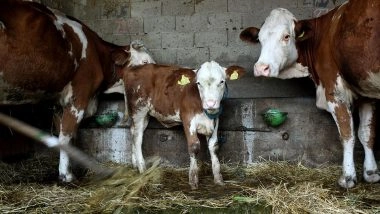 क्या दूध भी नॉन-वेज होता है?