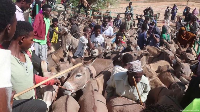 चीनी दवाओं की खातिर हर साल मार दिए जाते हैं 60 लाख गधे