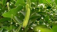 Benefits of Bottle Gourd: सब्जी हो या जूस, लौकी के गुणों को नहीं कर सकते नजरअंदाज