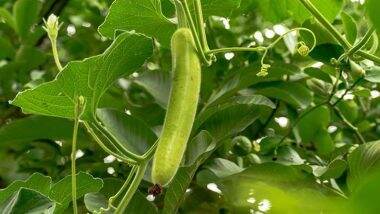 Benefits of Bottle Gourd: सब्जी हो या जूस, लौकी के गुणों को नहीं कर सकते नजरअंदाज