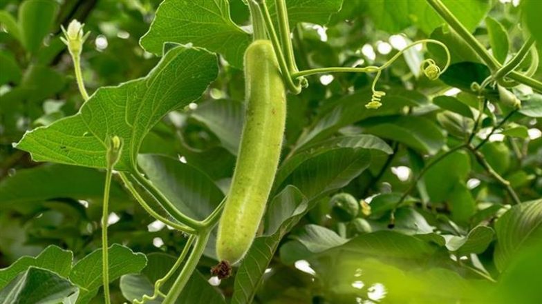 Benefits of Bottle Gourd Juice: लौकी का जूस पीकर रखे दिल का ध्यान, नहीं होगी पेट से जुड़ी कोई दिक्कत