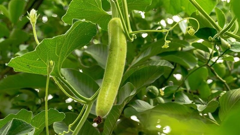 लौकी का जूस पीकर रखे दिल का ध्यान, नहीं होगी पेट से जुड़ी कोई दिक्कत