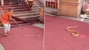 Snake in Temple: लाडली जी मंदिर में घुस आया खतरनाक सांप, बुजुर्ग ने बहादुरी से भगाया, देखें वीडियो