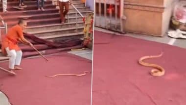 Snake in Temple: लाडली जी मंदिर में घुस आया खतरनाक सांप, बुजुर्ग ने बहादुरी से भगाया, देखें वीडियो