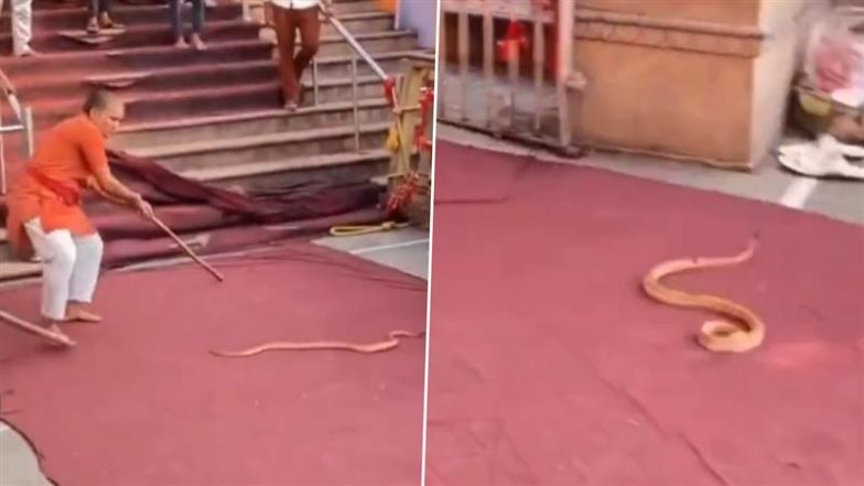 Snake in Temple: लाडली जी मंदिर में घुस आया खतरनाक सांप, बुजुर्ग ने बहादुरी से भगाया, देखें वीडियो