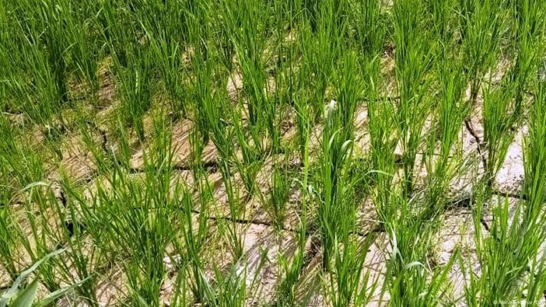 बिहार के कई जिलों में हैंडपंप से लेकर तालाब तक सब सूखे