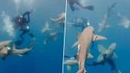 Shark Attack Caught on Camera: फ्लोरिडा में गोताखोरों के समूह पर शार्कों के झुंड ने किया खतरनाक हमला, एक गंभीर रूप से घायल