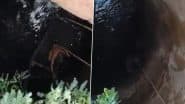 Viral Video: कुएं में जा गिरा सांड, गांव के लोगों ने रस्सी के सहारे निकाला बाहर, आगरा का वीडियो आया सामने